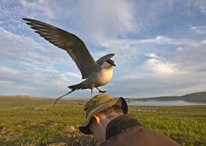 Images Dated 10th July 2006: Long-tailed Skua in breeding habitat sitting on head photographer, Norway
