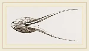 Natural History Museum Specimens Prints: Lower Jaw of Plesiosaurus