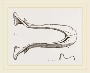 Lower Jaw and Teeth of Galeopithecus Temminckii Lower Jaw and Teeth of Galeopithecus Temminckii