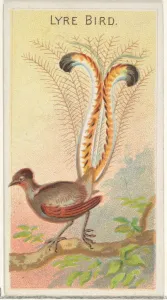 Lyre Bird Birds Tropics series N5 Allen & Ginter Cigarettes Brands Lyre Bird Birds Tropics series N5 Allen & Ginter Cigarettes Brands