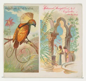 Magnificent Bird Paradise Birds Tropics series Magnificent Bird Paradise Birds Tropics series