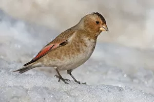 Images Dated 18th February 2006: Male Asian Crimson-winged Finch perched in the snow, Rhodopechys sanguineus, Morocco