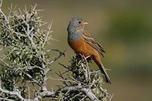 Images Dated 30th April 2004: Male Cretzschmar's Bunting, Emberiza caesia, Cyprus