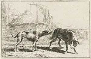 Male female Animals series title Zoographiam Male female Animals series title Zoographiam