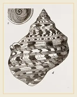 Natural History Museum Specimens Prints: Marbled Turbo