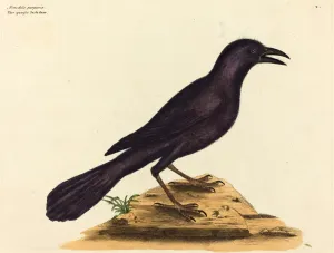 Mark Catesby (English, 1679 - 1749), The Purple Jack Daw (Gracula Quiscula), published Mark Catesby (English, 1679 - 1749), The Purple Jack Daw (Gracula Quiscula), published
