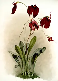 Botanical Flora Prints: Masdevallia harryana splendens, Sander, F. (Frederick) (1847-1920), Leutzsch, Gustav