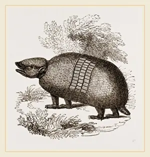 Indigenous People Culture Prints: Mataco