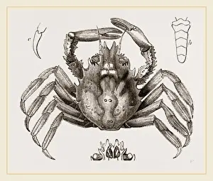 Nature Photography Collection Prints: Mithras dichotomus