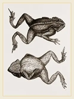 Mitred Toad Print by Librifly