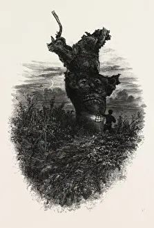 UK Nature Scenes Prints: The Monkey Tree, Burnham Beeches, UK, britain, british, europe, united kingdom, great