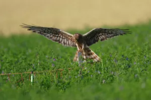Images Dated 15th July 2005: Montagus Harrier, Circus pygargus