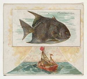 Moonfish Fish American Waters series N39 Allen & Ginter Cigarettes Moonfish Fish American Waters series N39 Allen & Ginter Cigarettes