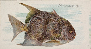 Moonfish Fish American Waters series N8 Allen & Ginter Cigarettes Brands Moonfish Fish American Waters series N8 Allen & Ginter Cigarettes Brands