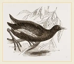 Moorhen Bird Prints: Moorhen