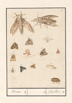 Moths moths Papillons title object Leaf thirteen insects Moths moths Papillons title object Leaf thirteen insects
