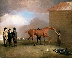 Mully Moloch Muly Moloch being rubbed down at Newmarket Muly Moloch, a chestnut colt Mully Moloch Muly Moloch being rubbed down at Newmarket Muly Moloch, a chestnut colt