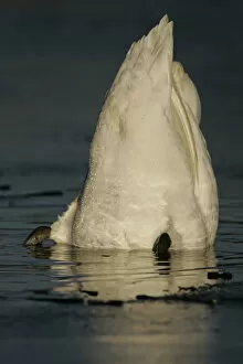 Images Dated 22nd December 2007: Mute Swan foraging head in water, Cygnus olor