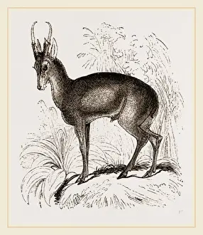 Biodiversity Conservation Efforts Prints: Muutjak