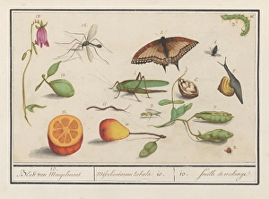Natural history ensemble no 10 Sheet Mengelmoes Natural history ensemble no 10 Sheet Mengelmoes