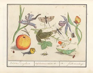 Natural history ensemble no 12 Blad van Mengelmoes Natural history ensemble no 12 Blad van Mengelmoes