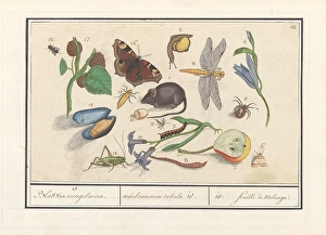 Natural history ensemble nr 15 Leaf hodgepodge Natural history ensemble nr 15 Leaf hodgepodge