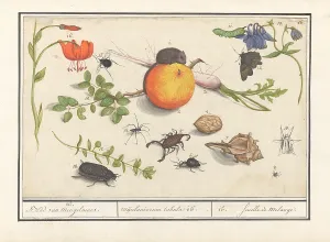 Natural history ensemble nr 16 Mixture miscelaniorum tabula leaf 16 Natural history ensemble nr 16 Mixture miscelaniorum tabula leaf 16