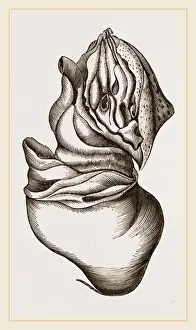 Nautilus Shell Prints: Nautilus from Rhumphius