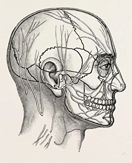 the nerves of the face and of the side of the head, medical equipment, surgical instrument the nerves of the face and of the side of the head, medical equipment, surgical instrument