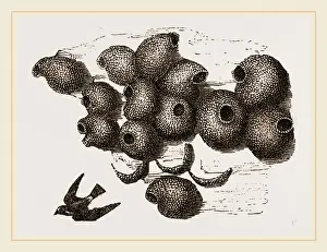 Natural History Museum Collection Prints: Ness of the Chit-Swallow