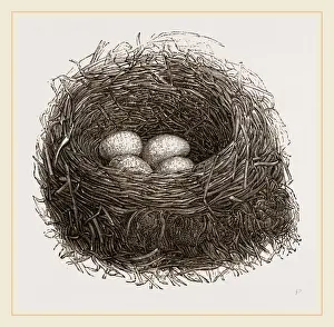 Wildlife Nesting Sites Prints: Nest of Blackbird