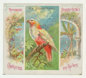 New Zealand Parrot Birds Tropics series N38 Allen & Ginter Cigarettes New Zealand Parrot Birds Tropics series N38 Allen & Ginter Cigarettes