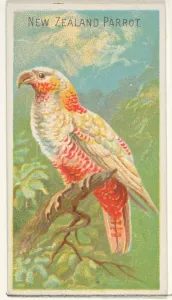 New Zealand Parrot Birds Tropics series N5 Allen & Ginter Cigarettes Brands New Zealand Parrot Birds Tropics series N5 Allen & Ginter Cigarettes Brands