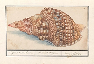 Normal triton horns Charonia tritonis large triton horn Normal triton horns Charonia tritonis large triton horn