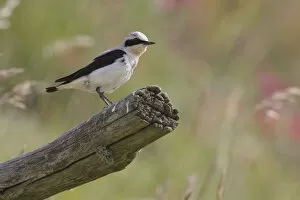 Images Dated 20th June 2006: Northern Wheatear male perched on branch, Oenanthe oenanthe