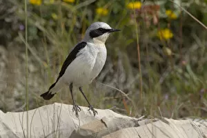 Images Dated 20th June 2006: Northern Wheatear male perched, Oenanthe oenanthe