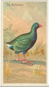 Notornis Birds Tropics series N5 Allen & Ginter Cigarettes Brands Notornis Birds Tropics series N5 Allen & Ginter Cigarettes Brands