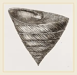 Nature Photography Gallery Prints: Obelisk Trochus