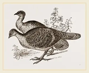 Rare Bird Species Australia Prints: Ocellated Leipoa