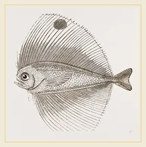 Nature Photography Collection Prints: Ocellated Pteraclis