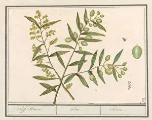 Olive Olea europaea Olive-Tree Oliva Olivier Olive Olea europaea Olive-Tree Oliva Olivier