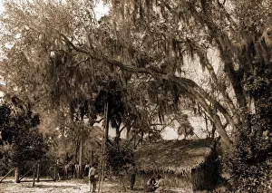 United States Agriculture Prints: The Orange pickers, Ormond, Agricultural laborers, Orange orchards, Harvesting, Thatched