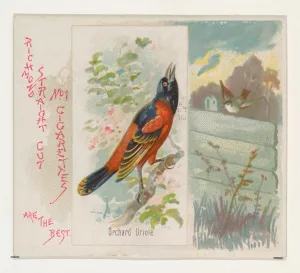 Orchard Oriole Song Birds World series N42 Allen & Ginter Cigarettes Orchard Oriole Song Birds World series N42 Allen & Ginter Cigarettes