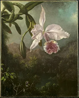 Orchid Blossoms 1873 Martin Johnson Heade American Orchid Blossoms 1873 Martin Johnson Heade American