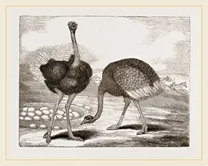 Ostrich Print by Librifly