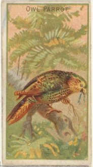Owl Parrot Birds Tropics series N5 Allen & Ginter Cigarettes Brands Owl Parrot Birds Tropics series N5 Allen & Ginter Cigarettes Brands