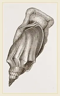 Natural History Museum Specimens Prints: Pacific Volute