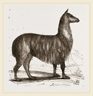 Natural History Museum Exhibits Prints: Paco