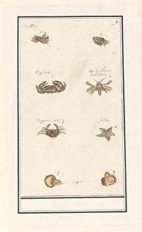 Page eight crustaceans molluscs Sheet numbers 1-8 Page eight crustaceans molluscs Sheet numbers 1-8
