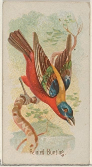 Painted Bunting Song Birds World series N23 Allen & Ginter Cigarettes Painted Bunting Song Birds World series N23 Allen & Ginter Cigarettes